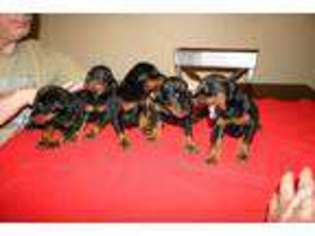 Doberman Pinscher Puppy for sale in BYRON, GA, USA