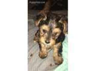 Yorkshire Terrier Puppy for sale in Richland, WA, USA