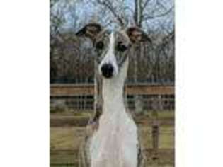 Whippet Puppy for sale in Houston, TX, USA