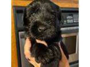 Mutt Puppy for sale in Alva, OK, USA