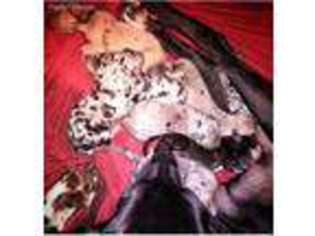 Great Dane Puppy for sale in Peoria, IL, USA