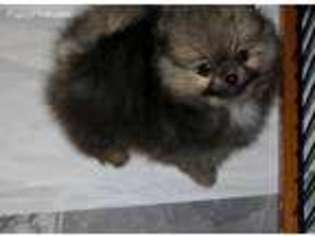 Pomeranian Puppy for sale in Tacoma, WA, USA