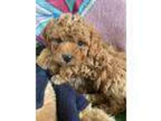 Cavachon Puppy for sale in East Waterford, PA, USA
