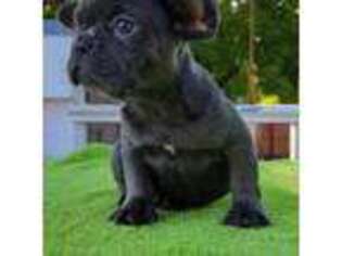 French Bulldog Puppy for sale in Aurora, IL, USA