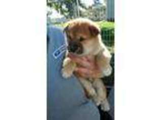 Shiba Inu Puppy for sale in Naper, NE, USA
