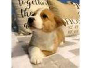 Pembroke Welsh Corgi Puppy for sale in Charleston, SC, USA