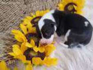 Great Dane Puppy for sale in New Market, VA, USA