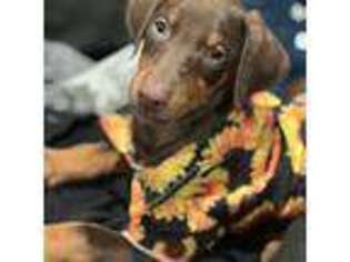 Doberman Pinscher Puppy for sale in Alexandria, VA, USA