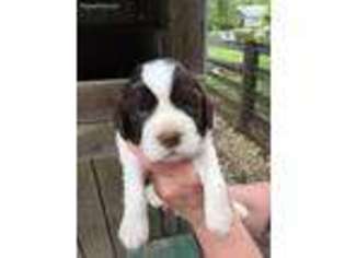 English Springer Spaniel Puppy for sale in Batavia, OH, USA