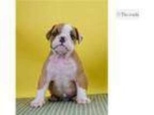 Bulldog Puppy for sale in Fort Wayne, IN, USA