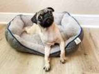 Pug Puppy for sale in Tampa, FL, USA