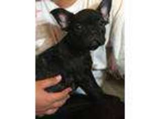 French Bulldog Puppy for sale in Calexico, CA, USA