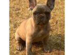 French Bulldog Puppy for sale in Federal Way, WA, USA