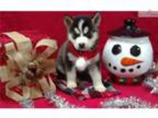 Siberian Husky Puppy for sale in Lynchburg, VA, USA