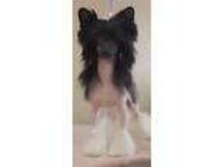 Chinese Crested Puppy for sale in Richland, MI, USA
