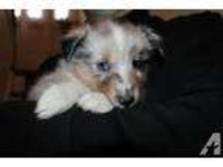 Shetland Sheepdog Puppy for sale in DRUMS, PA, USA