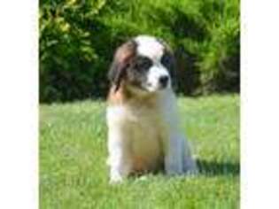 Saint Bernard Puppy for sale in Kendallville, IN, USA