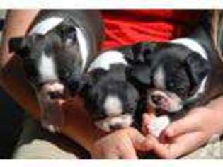 Boston Terrier Puppy for sale in WOODLAND, CA, USA