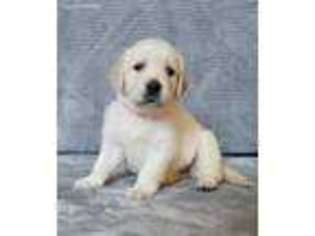 Golden Retriever Puppy for sale in Louisa, VA, USA