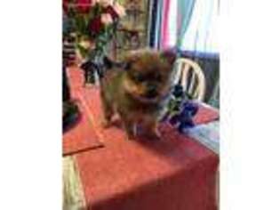 Pomeranian Puppy for sale in Fairfield, CA, USA