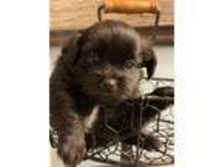 Shorkie Tzu Puppy for sale in Harrington, DE, USA