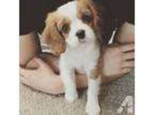Cavalier King Charles Spaniel Puppy for sale in PASADENA, CA, USA