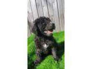 Goldendoodle Puppy for sale in Arlington, WA, USA