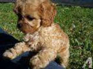 Cavalier King Charles Spaniel Puppy for sale in LOMA LINDA, CA, USA