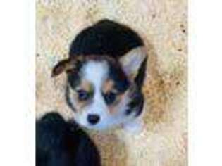 Pembroke Welsh Corgi Puppy for sale in Adair, OK, USA