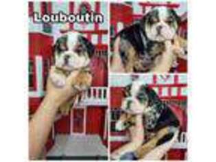 Bulldog Puppy for sale in Adelanto, CA, USA