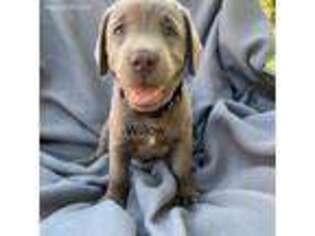Labrador Retriever Puppy for sale in Mount Gilead, OH, USA