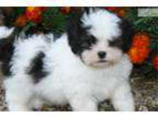 Mal-Shi Puppy for sale in Grand Forks, ND, USA