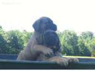 Mastiff Puppy for sale in Beebe, AR, USA