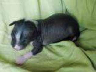 Chinese Crested Puppy for sale in Columbia, SC, USA