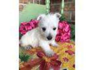 West Highland White Terrier Puppy for sale in Baileyville, KS, USA