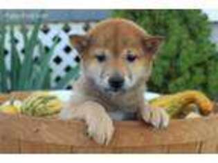 Shiba Inu Puppy for sale in Malone, NY, USA