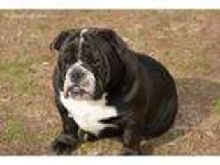 Bulldog Puppy for sale in Crawford, GA, USA