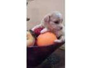 Mutt Puppy for sale in Brookhaven, PA, USA