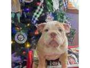Bulldog Puppy for sale in Chicago Ridge, IL, USA