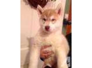 Siberian Husky Puppy for sale in ASHLAND, MA, USA
