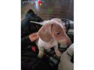 Dachshund Puppy for sale in Herald, CA, USA