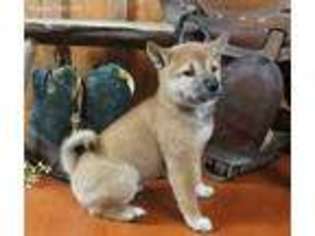 Shiba Inu Puppy for sale in New Berlin, PA, USA