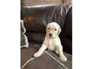 Goldendoodle Puppy for sale in Collinsville, IL, USA