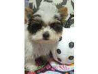 Biewer Terrier Puppy for sale in Spring City, TN, USA