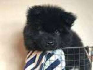 Akita Puppy for sale in Suffolk, VA, USA