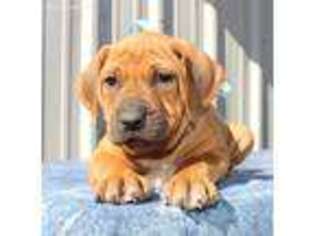 Rhodesian Ridgeback Puppy for sale in Elk City, KS, USA