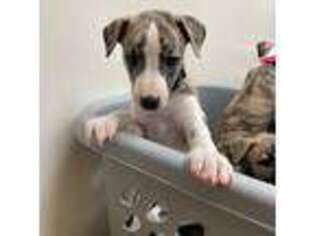 Whippet Puppy for sale in Sandy Creek, NY, USA