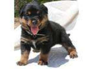 Rottweiler Puppy for sale in ESCONDIDO, CA, USA
