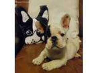 French Bulldog Puppy for sale in White Post, VA, USA