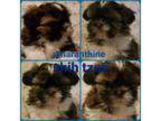 Mutt Puppy for sale in Park Hills, MO, USA